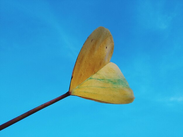 Low angle view of yellow flower against blue sky