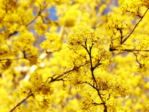 Low angle view of yellow flower tree