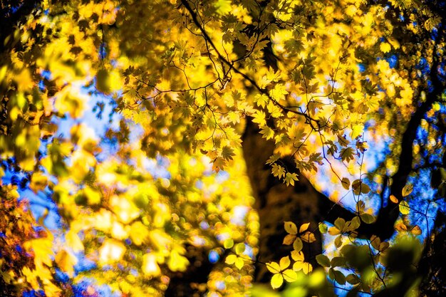 Low angle view of yellow flower tree