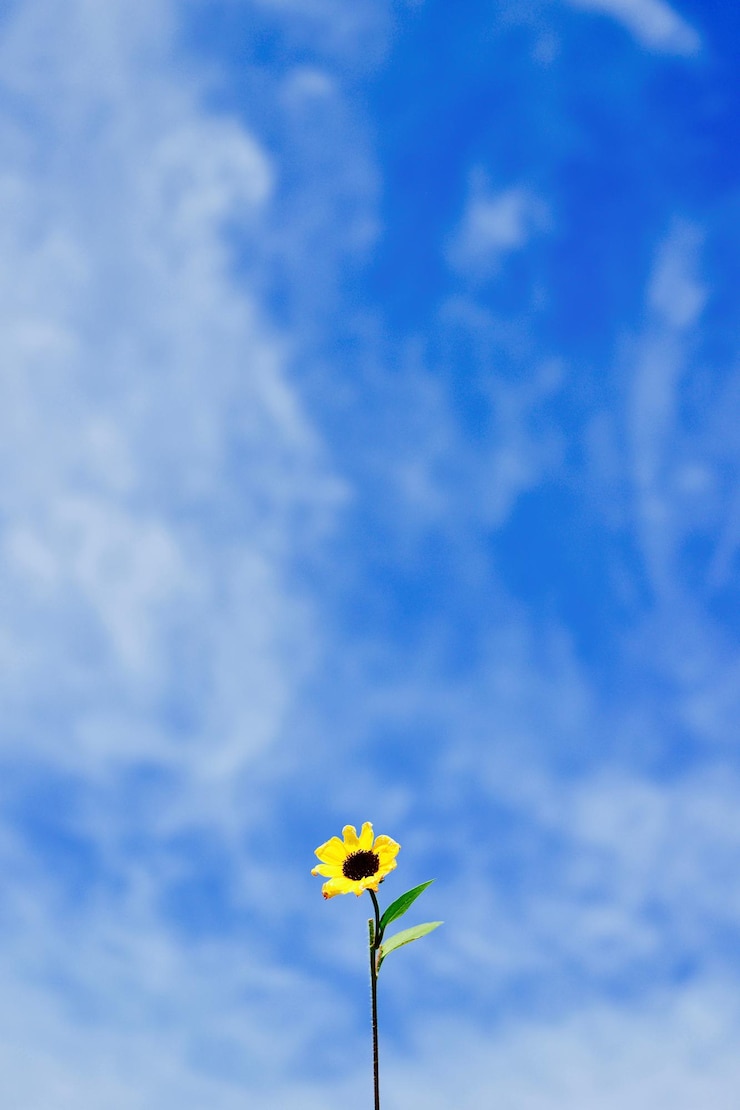 Photo low angle view of yellow flowering plant against blue sky