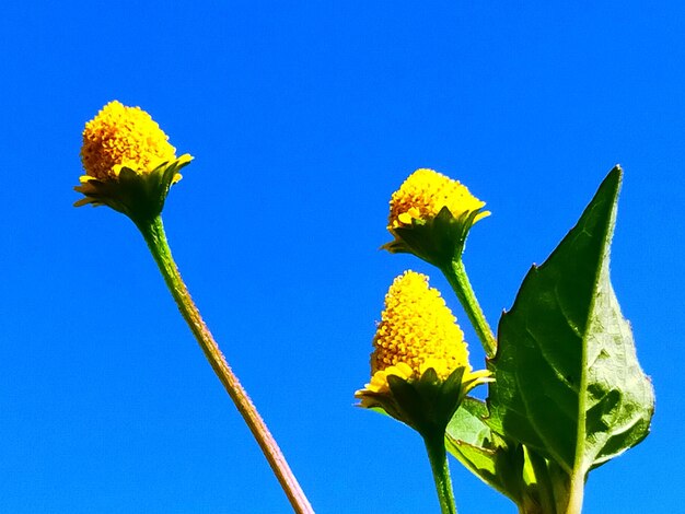 Low angle view of yellow flowering plant against blue sky