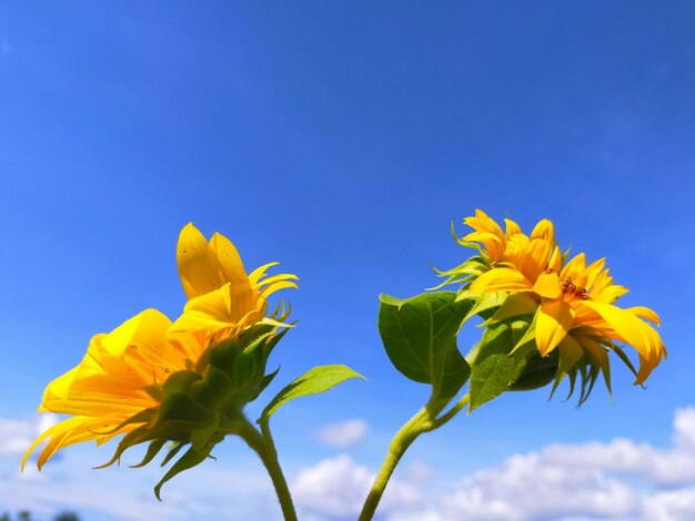 Low angle view of yellow flowering plant against blue sky