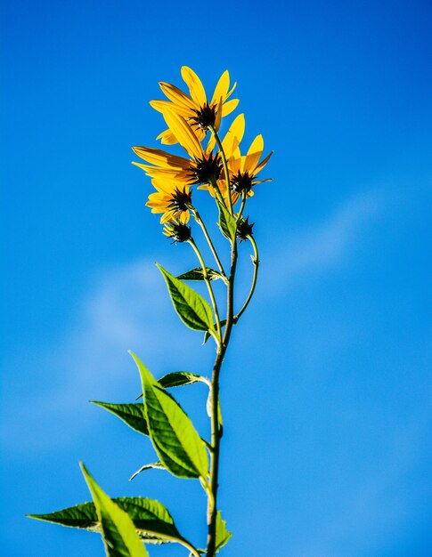Low angle view of yellow flowering plant against blue sky