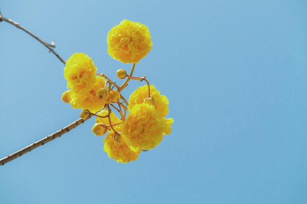 Photo low angle view of yellow flowering plant against clear blue sky