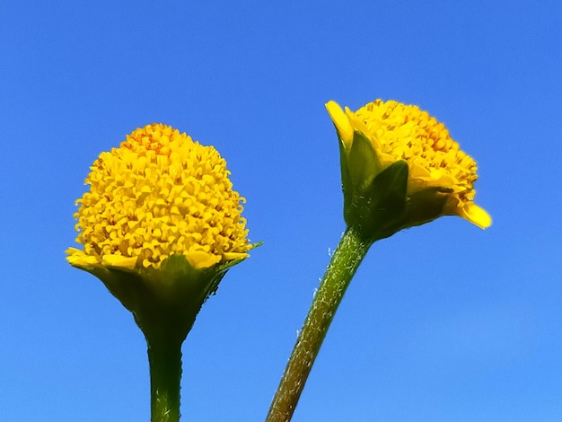 Low angle view of yellow flowering plant against clear blue sky