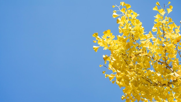 澄んだ青い空を背景に黄色い花を ⁇ かせる植物の低角度の眺め