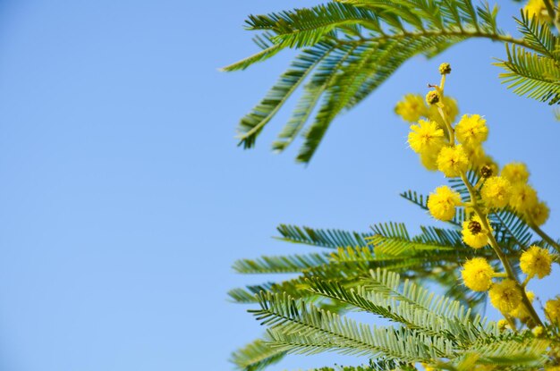 明るい空を背景に黄色い花の植物の低角度の眺め