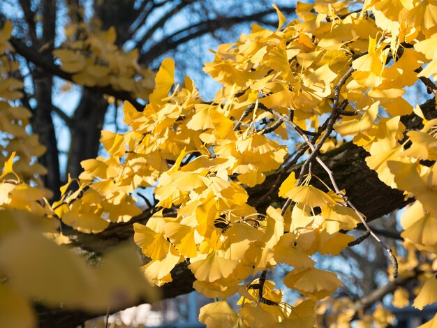 空に照らされた黄色い花の植物の低角度の景色