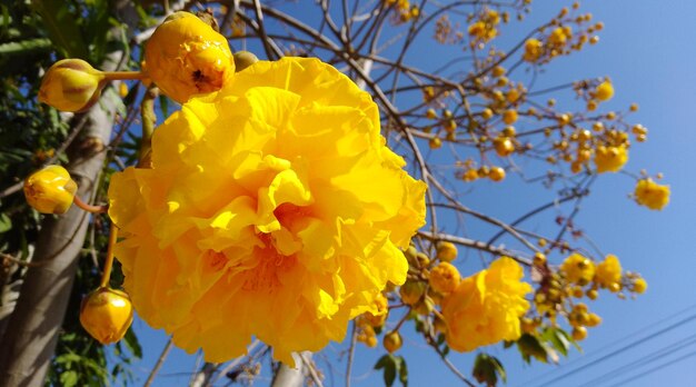 Low angle view of yellow flowering plant against sky