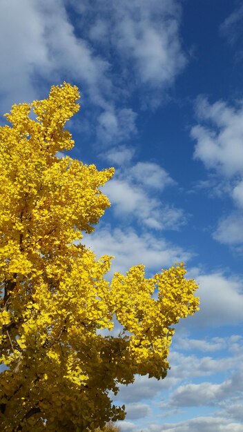 Low angle view of yellow flowering plant against sky