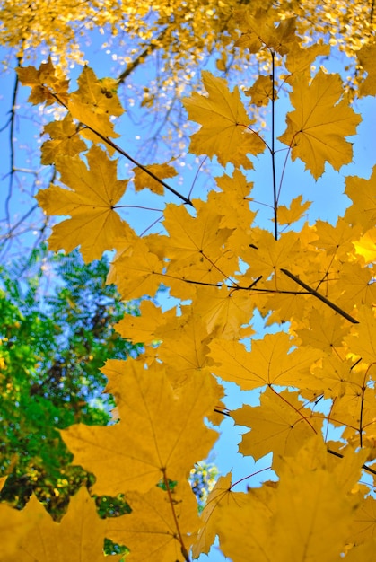 Low angle view of yellow flowering plant during autumn