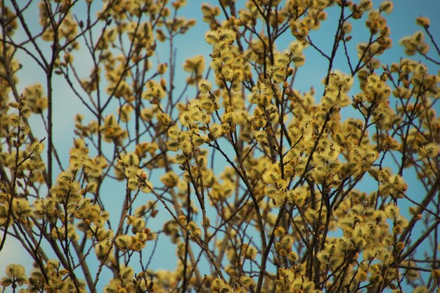 Foto vista a basso angolo di una pianta a fiori gialli