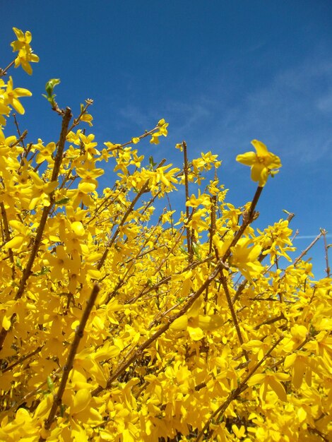 Low angle view of yellow flowering plants against blue sky