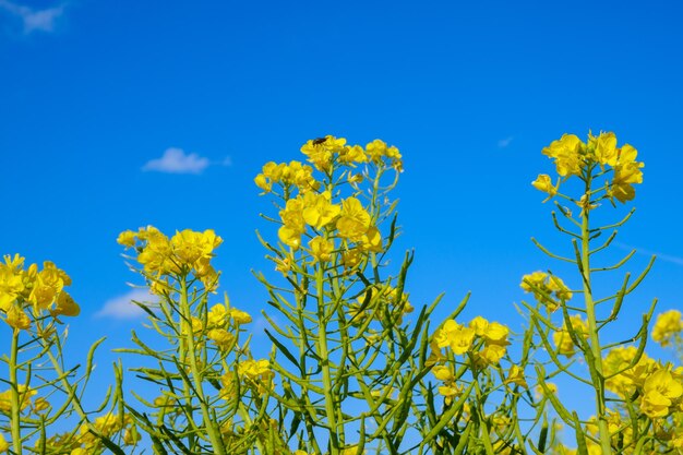 Low angle view of yellow flowering plants against blue sky