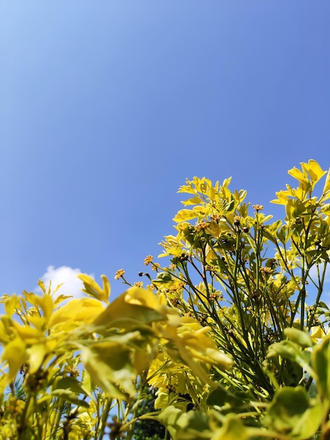 青い空を背景に黄色い花をかせる植物の低角度の眺め