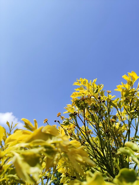 澄んだ青い空を背景に黄色い花を ⁇ かせる植物の低角度の眺め