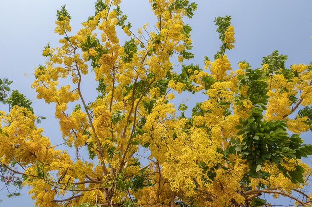 Low angle view of yellow flowering plants against sky