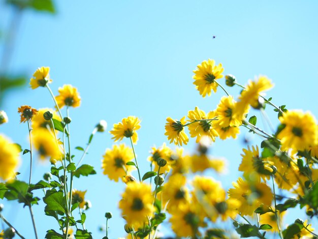 空を背景に黄色い花の植物を低角度で眺める