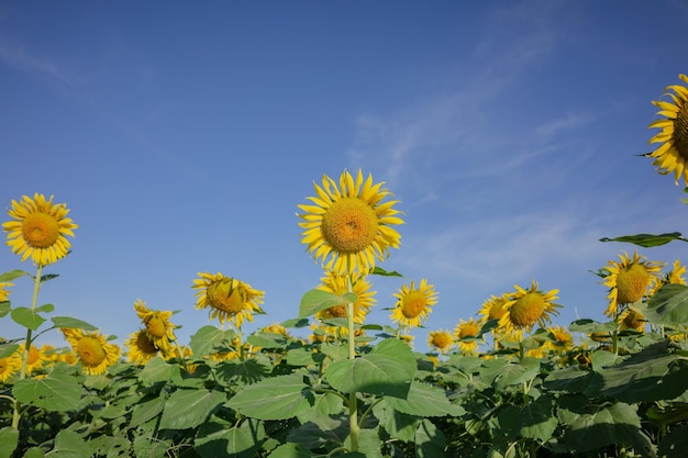 Low angle view of yellow flowering plants against sky