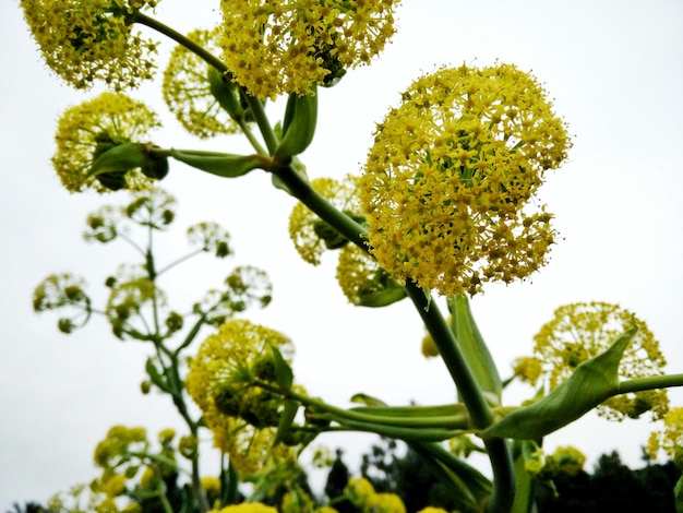 Photo low angle view of yellow flowering plants