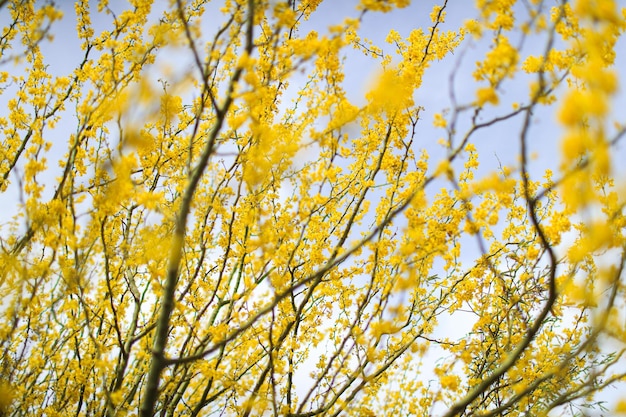 Low angle view of yellow flowering plants