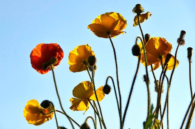 Photo low angle view of yellow flowering poppies against sky