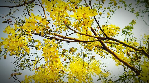 Low angle view of yellow flowering tree