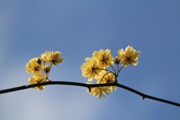 Photo low angle view of yellow flowers against clear sky