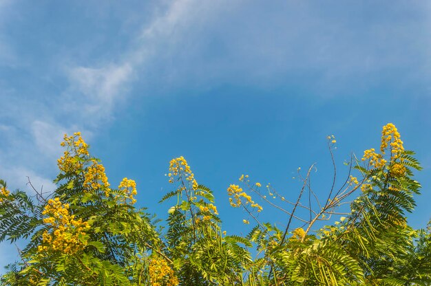 空に照らされた黄色い花の低角度の景色