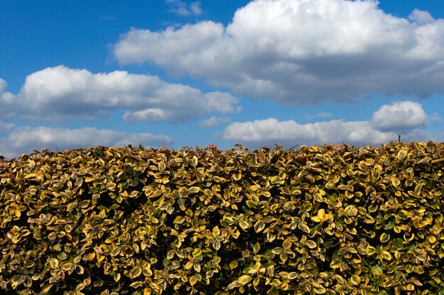 Low angle view of yellow flowers against sky