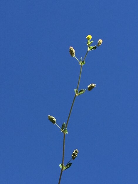 Low angle view of yellow flowers blooming against clear blue sky