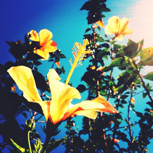 Low angle view of yellow flowers blooming against sky