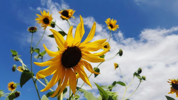 Photo low angle view of yellow flowers blooming against sky