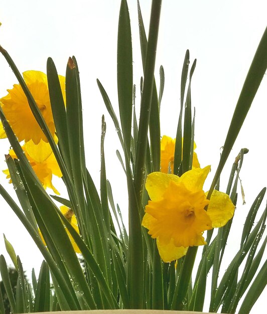 Low angle view of yellow flowers blooming against sky