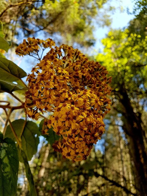 Foto vista a basso angolo dei fiori gialli sull'albero