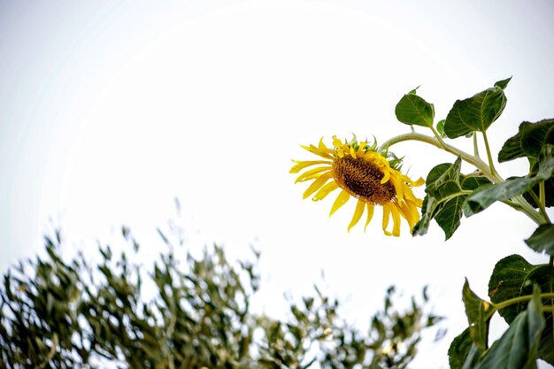 Low angle view of yellow flowers