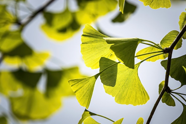 Photo low angle view of yellow leaves on plant