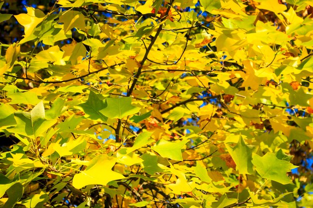 Low angle view of yellow leaves on tree