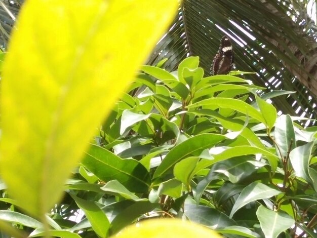 Low angle view of yellow leaves