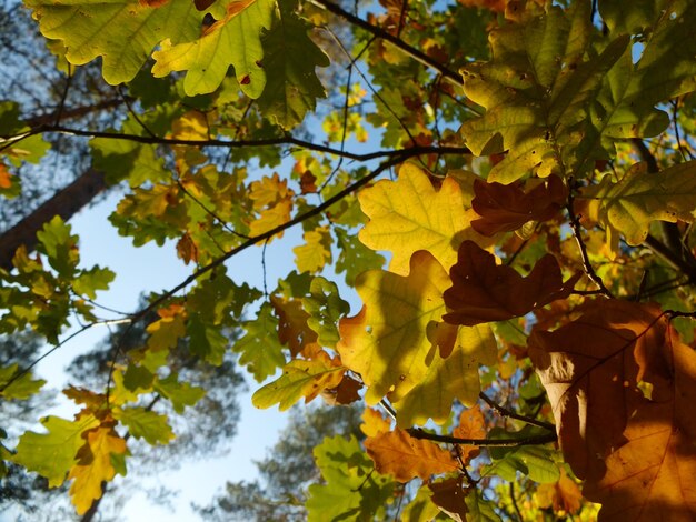 Low angle view of yellow maple leaves on tree