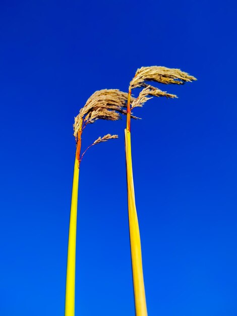 Low angle view of yellow plant against clear blue sky