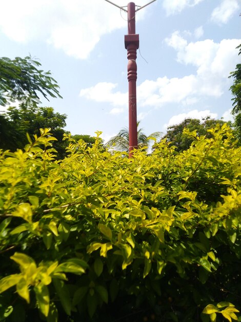 Low angle view of yellow plants against sky