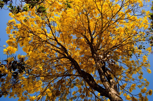 Low angle view of yellow tree against blue sky