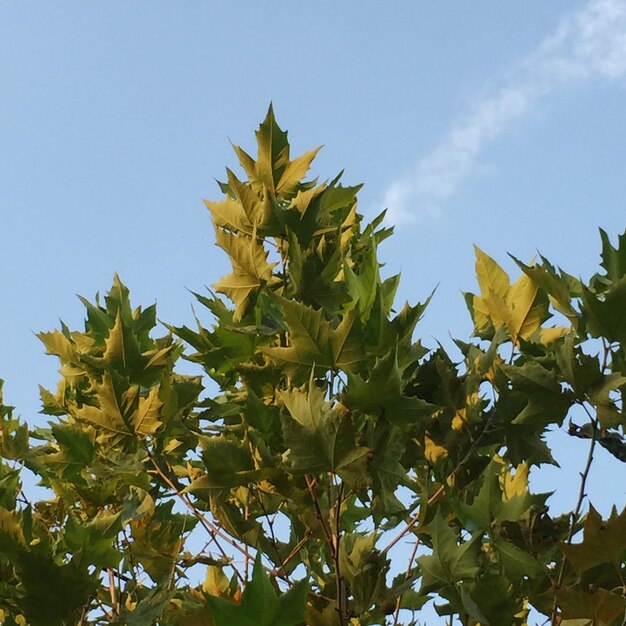 Low angle view of yellow tree against sky