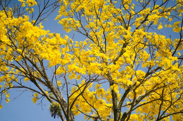 Foto vista a bassa angolazione dell'albero giallo contro il cielo