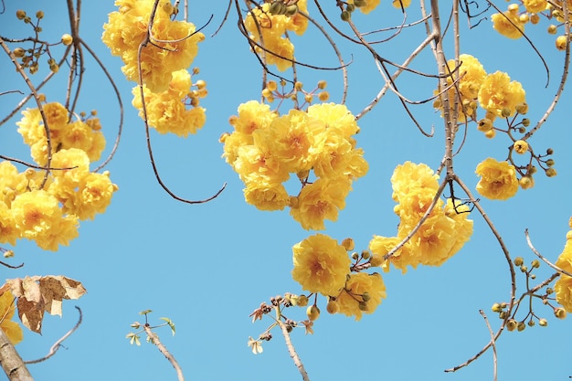 Photo low angle view of yellow tree against sky