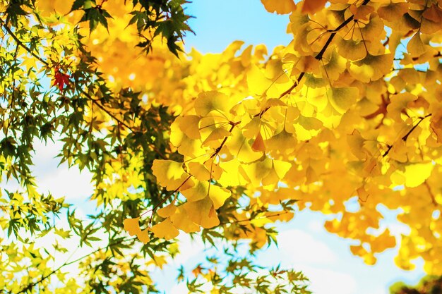 Low angle view of yellow tree against sky