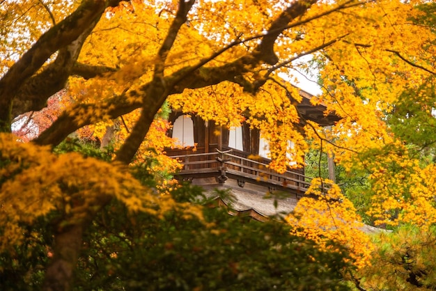 Low angle view of yellow tree by building