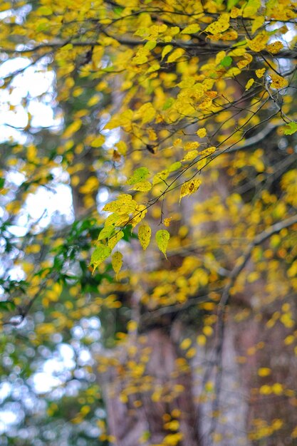 Low angle view of yellow tree in forest