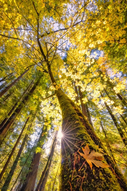 Low anglshot of sun rays beam through trees in a forest